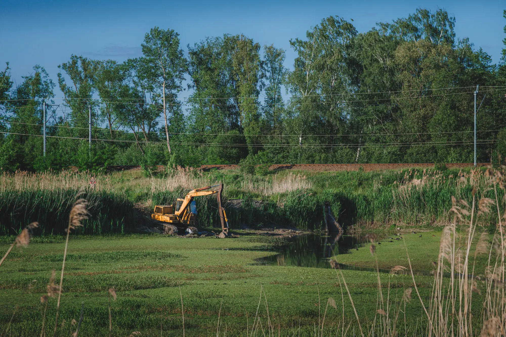 An excavator working at the edge of a wet meadow below a line of trees and power lines
