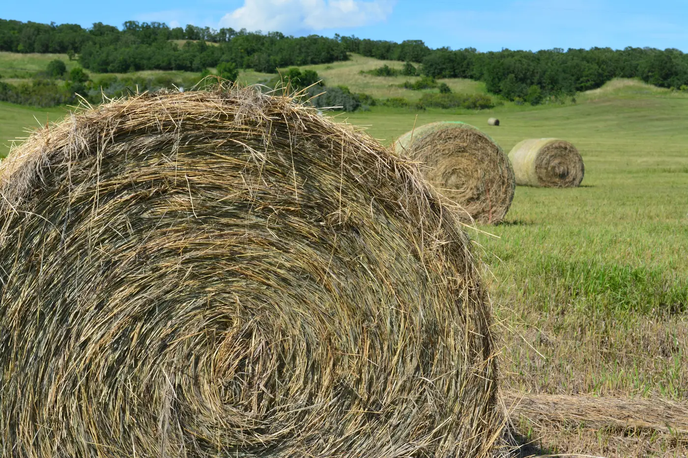 Round hay bales sitting in a cut pasture field, with rolling tree-lined hills behind.